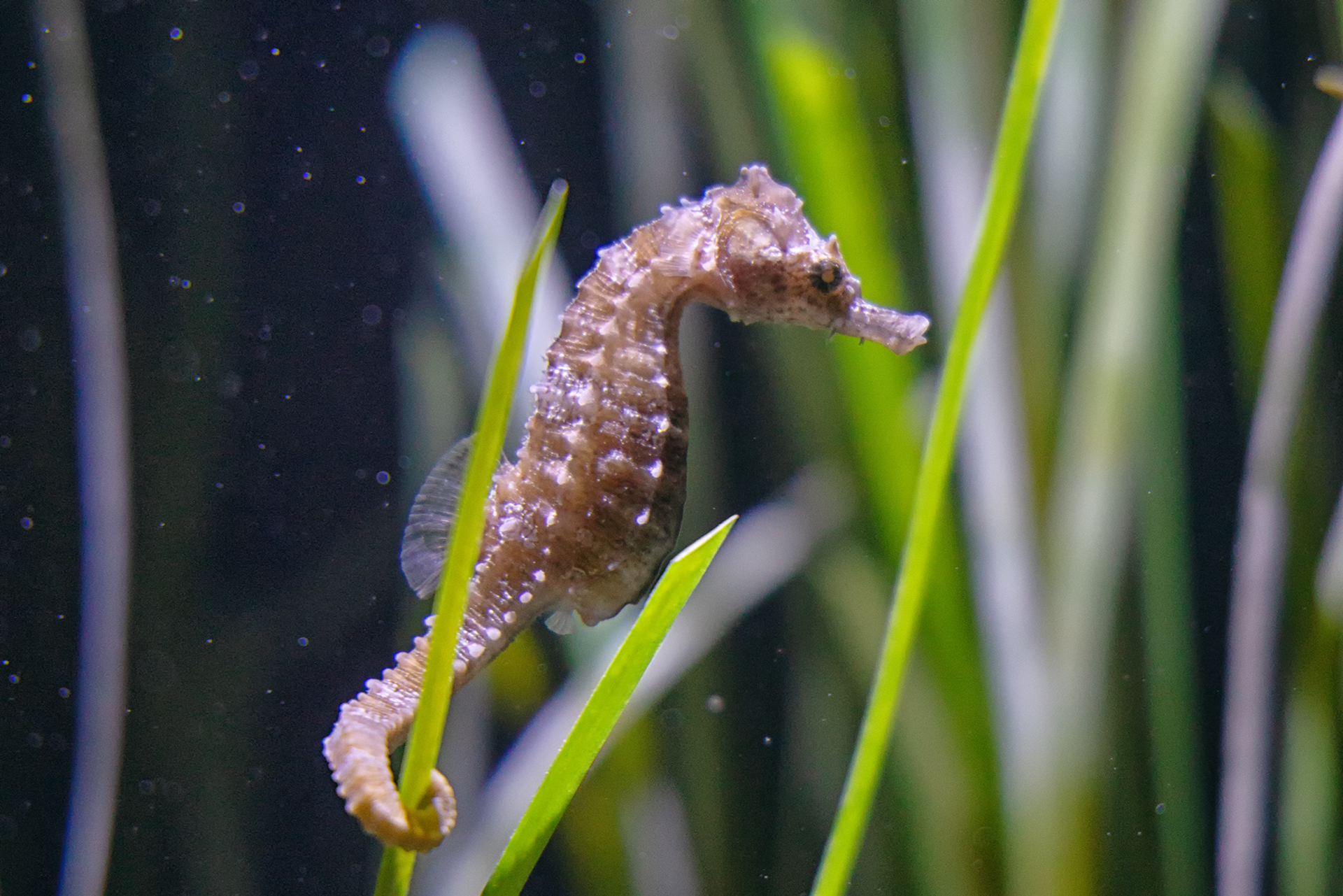 MEERESMUSEUM_Aquarien_Karibik-Seepferdchen_973A7909_Foto_Anke_Neumeister_DMM